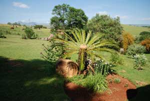 gardencycad